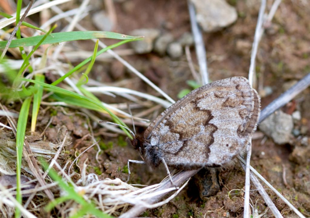 Erebia medusa ed Erebia cassioides (Nymphalidae Satyrinae)